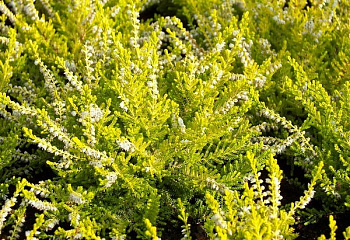 фото: Вереск Calluna Aurea Вереск Calluna Aurea