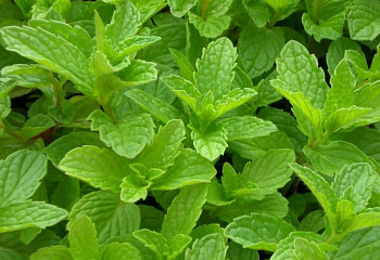 Мята Méntha Amber 