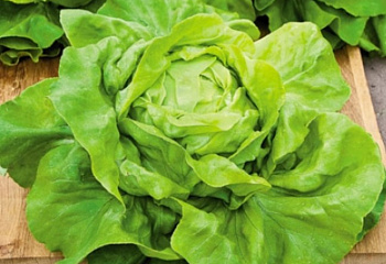 Салат Lettuce Kagraner summer 