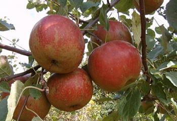 фото: Яблоня Red Boskoop Яблоня Red Boskoop