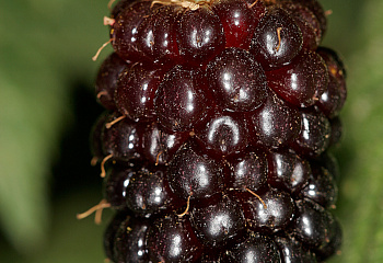 Ежевика Rubus Boysenberry