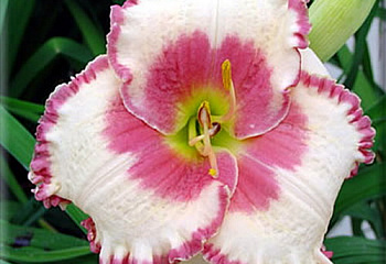 Лилейник Hemerocállis Ageless Beauty 