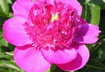 фото: Пион Pink Pom Pom Пион Pink Pom Pom