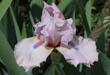 фото: Ирис SKY BLUE PINK Ирис SKY BLUE PINK