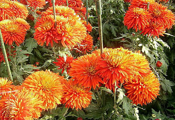 Хризантема Chrysanthemum Rowan 