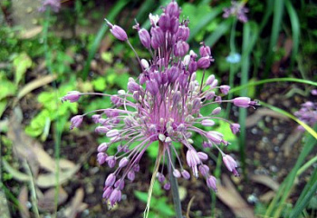 Декоративный лук или Аллиум Allium хорошенький Allium pulchellum 