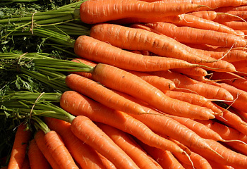Морковь Carrot Kardame 