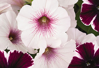 Петуния Petunia Sonya 