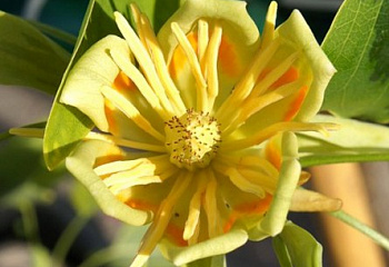 Лириодендрон, или Тюльпанное дерево Liriodendron Aureomarginatum 