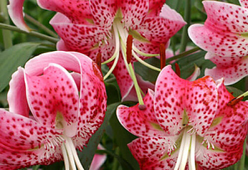 Лилия Lílium Speciosum rubrum 