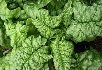 Шпинат Spinach Bloomsdale Long Standing 