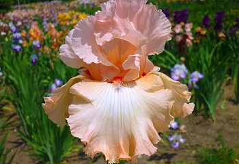 Ирис Íris Just Kiss Me 