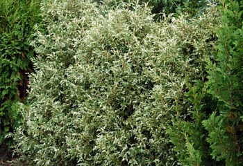 Туя Западная Variegata 