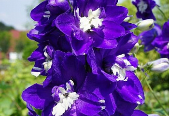 Дельфиниум Delphinium King 