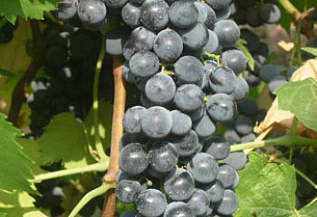 Виноград винный Vitis vinifera Ливандийский черный