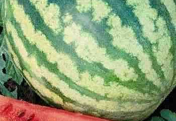 Арбуз Watermelon Sweet Wonder F1 