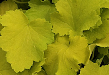 Гейхера  Heuchera Pistache 