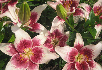 Лилия Lílium Strawberry and Cream 