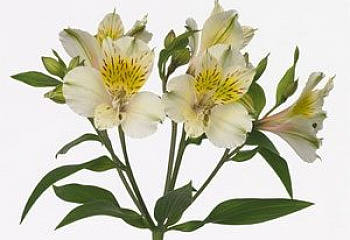 Альстромерия Alstroemeria California 