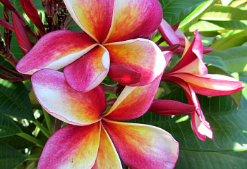 Плюмерия Plumeria Peach Pink Slash Thai 