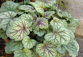 Гейхера  Heuchera Green Ivory 