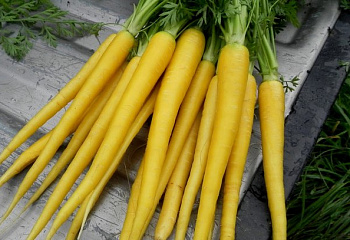 Морковь Carrot Solar Yellow 