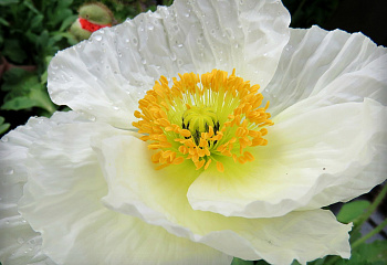 Мак Papaver Pulcinella rose 