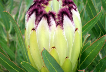 Протея или Сахарный кустарник Protea Limelight 