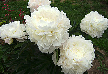 Пион Marie Lemoine 