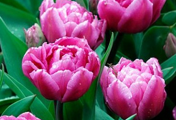 Тюльпан Túlipa Dior 