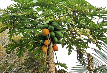 Папайя или Дынное дерево Carica papaya Betty 