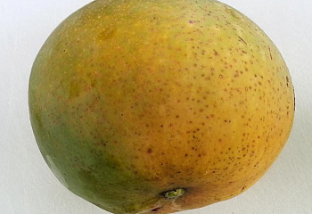 Манго Mango indica Cushman 
