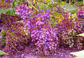 Виноград плодовый Vitis vinifera Einset Seedless