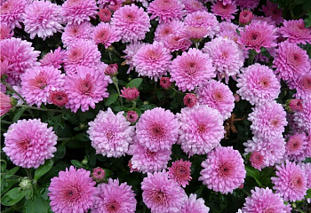 фото: Хризантема Chrysanthemum Inspiration Хризантема Chrysanthemum Inspiration