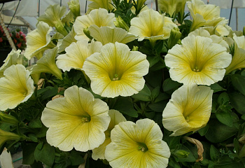 Петуния Petunia Prism 