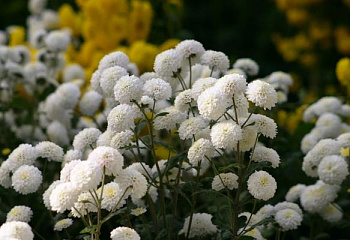 Хризантема Chrysanthemum Snow Elf 