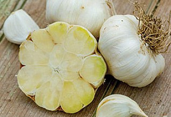 Чеснок Garlic Transylvania 