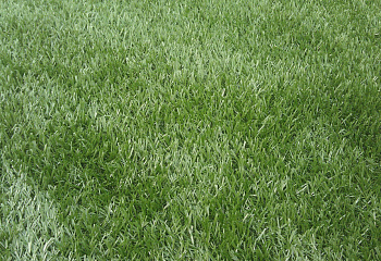 Трава газонная Mini Grass (Карликовый газон) 