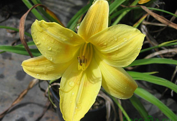 фото: Лилейник Lemon Bells Лилейник Lemon Bells