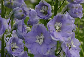 Дельфиниум Delphinium Gillian Dallas 