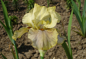 Ирис Íris Green and gold 