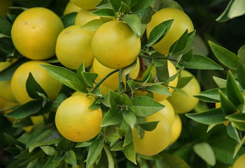 Лаймкват, или Лимонелла Limequat Eustis 