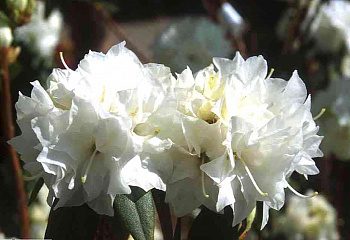 Рододендрон Double White 