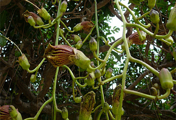 Кигелия или Колбасное дерево Kigelia pinnata 
