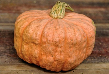 Тыква Squash Australian Butter Squash 