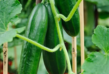 Огурец Cucumber Passandra 