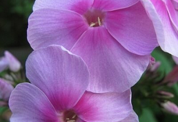 Флокс Phlox Zweiklang 