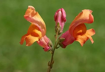 Сесбания Крупноцветковая Sesbania bispinosa 
