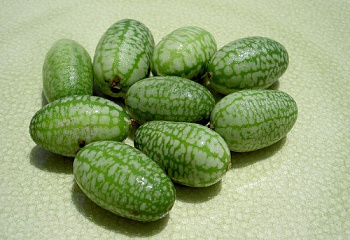Арбуз Watermelon Pepquinos F1 