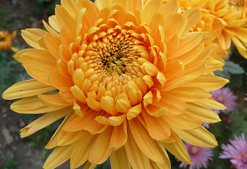 Хризантема Chrysanthemum Amber Lady 